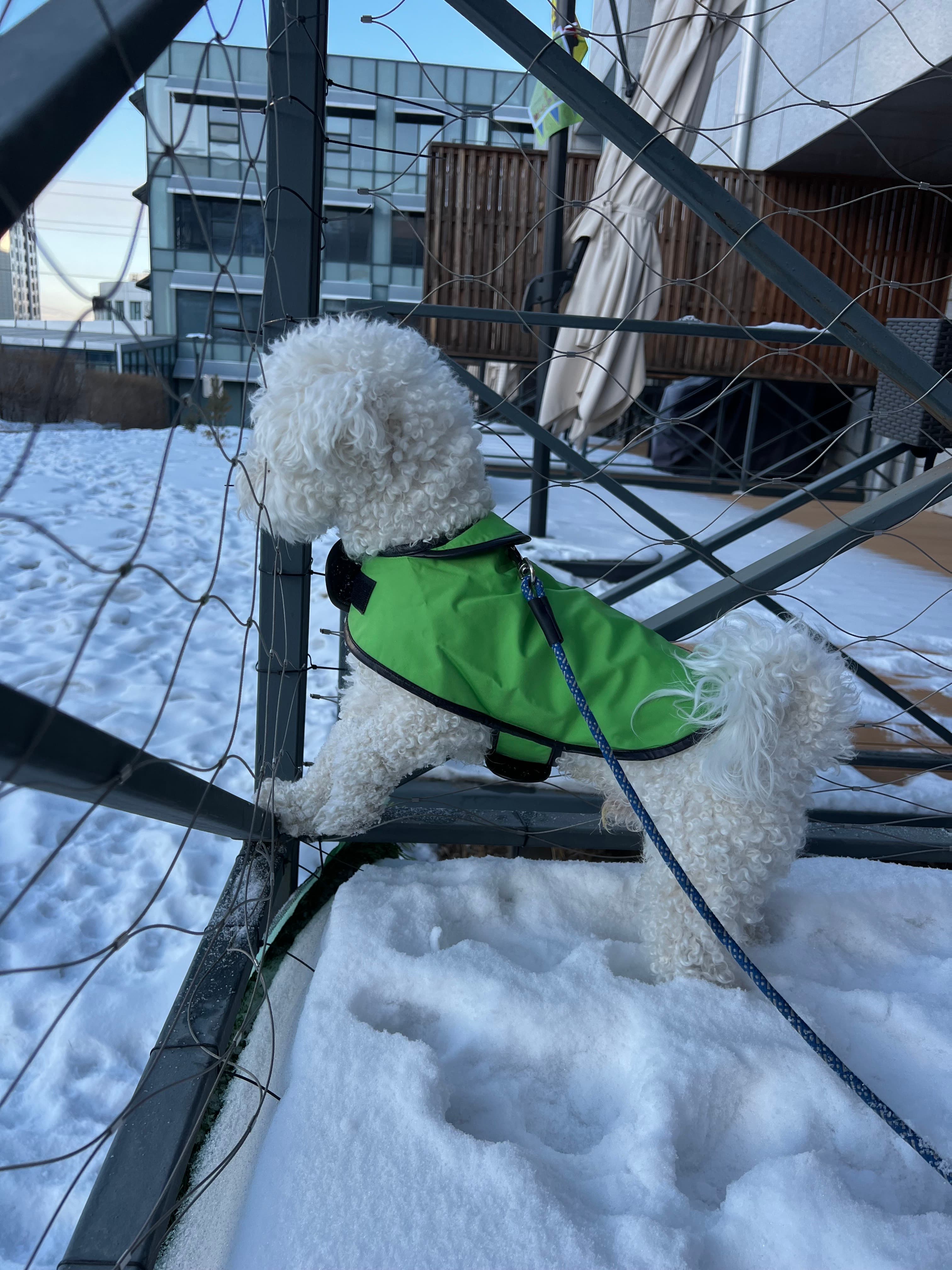 Dog in a lime green coat at the fence