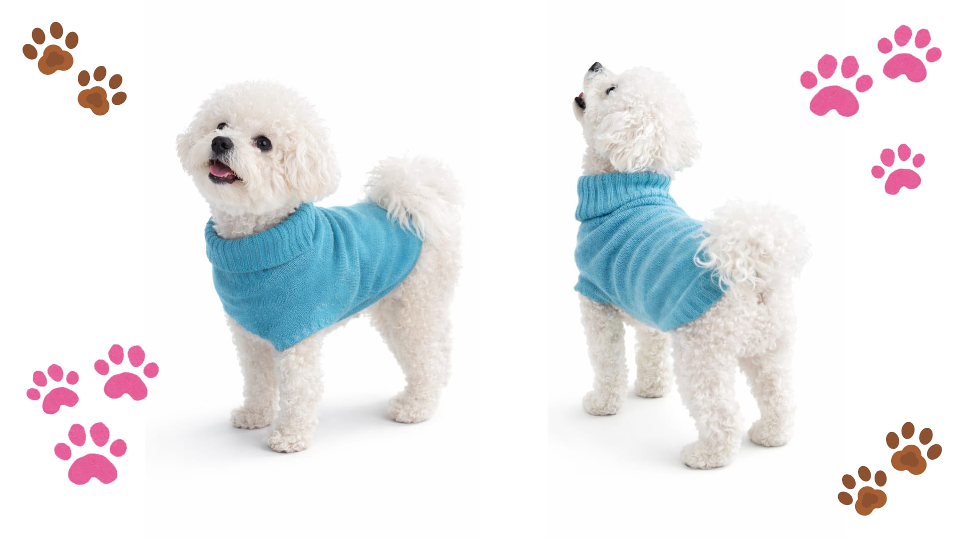 Cashmere Paw цамц өмссөн хоёр нохой